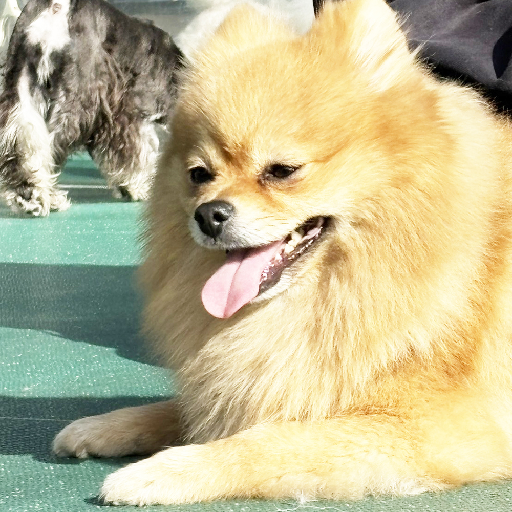 生徒が撮影したモデル犬写真①
